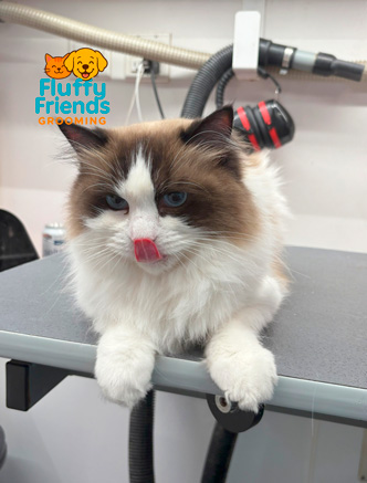 Cat Grooming Indoor Care